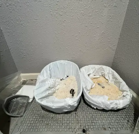 Vet approved products ad: She has 11 cats and only 3 litter boxes. Here's her secret…