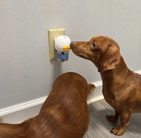 Vet approved products ad: What Really Happens After You Plug in TheraPet…