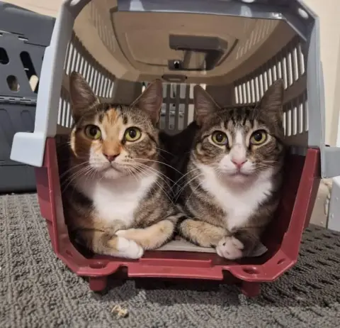 Vet approved products ad: Cat lady and proud. Here's my story...