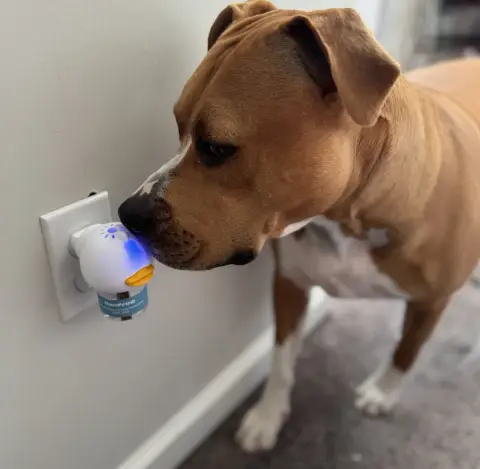 Vet approved products ad: What Really Happens After You Plug in TheraPet…