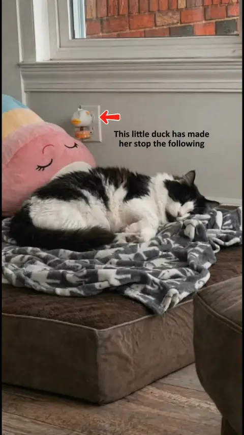 Vet approved products ad: Help your anxious cats feel safe and calm