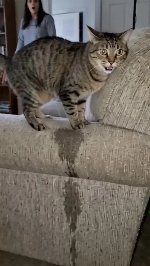 Vet approved products ad: Why You Shouldn't Ignore These Cat Behaviors!