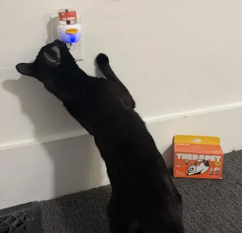 Vet approved products ad: What Happens in the First 7 Days After You Plug In TheraPet