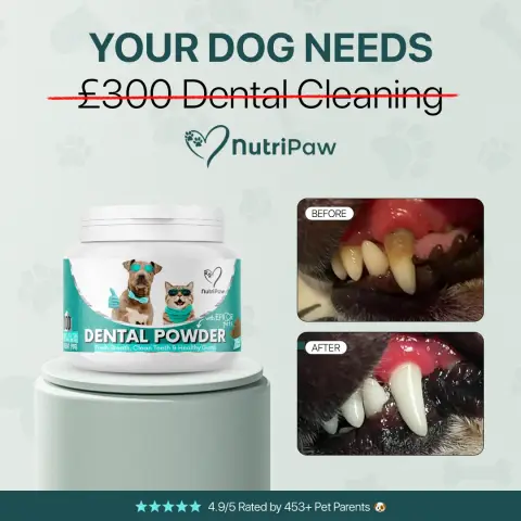 Healthy Dog 24/7 ad: Vets Love It. Dogs Love It. Owners Trust It.