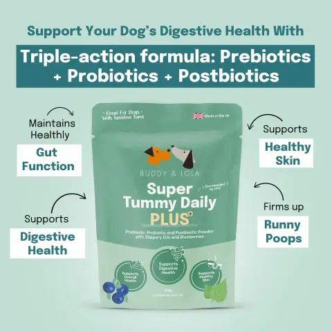 Buddy & Lola ad: The Ultimate Gut Health Solution for Dogs 🐶