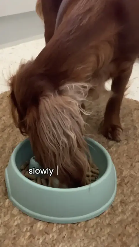 Fettle ad: 🤢 Ditch Dog Breath Naturally! 🦷