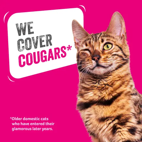 Animal Friends Pet Insurance ad: Cover that doesn’t stop as they get older.