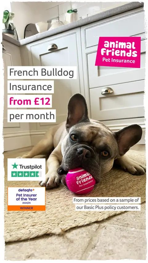 Animal Friends Pet Insurance ad: French Bulldog Insurance