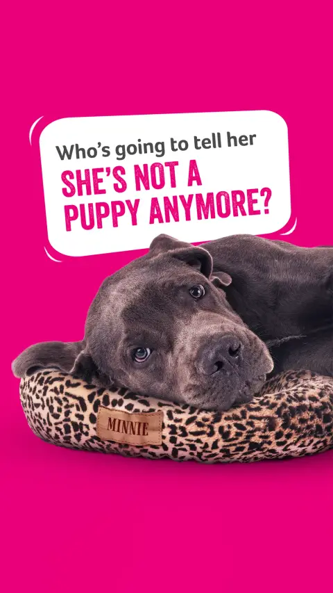 Animal Friends Pet Insurance ad: Pet Insurance Policies with Purpose