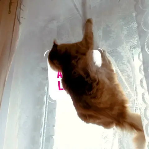 Animal Friends Pet Insurance ad: Cover that doesn’t stop as they get older.