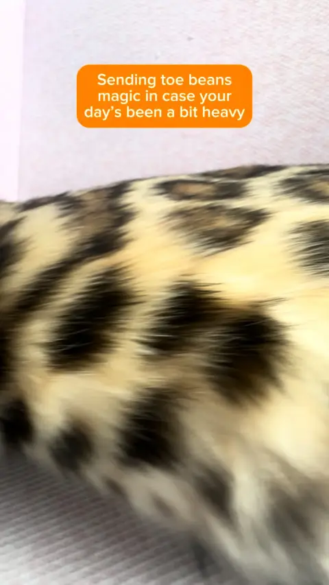 Everypaw Pet Insurance ad: Sometimes, the world feels a little too much. 🌍💭 So here… soft reveal 🐾✨ A…