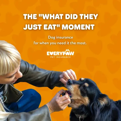 Everypaw Pet Insurance ad: ☀️🐶 Picnic season hits different when you’ve got a dog… One blink and the…