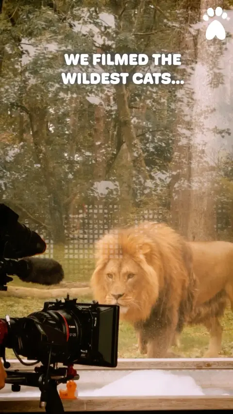 Everypaw Pet Insurance ad: 🐾🦁 From powerful prowls to moments that made us hold our breath, this day on…
