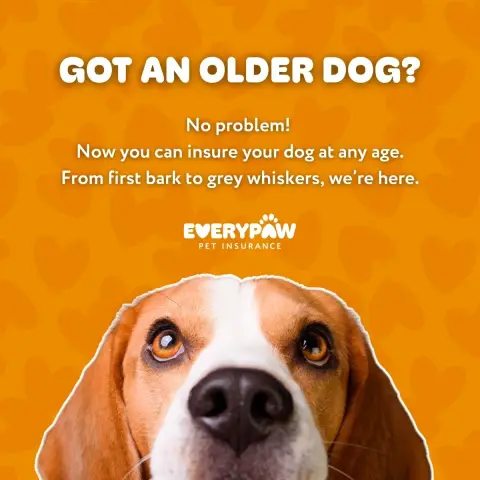Everypaw Pet Insurance ad: Now Covering Senior Pets