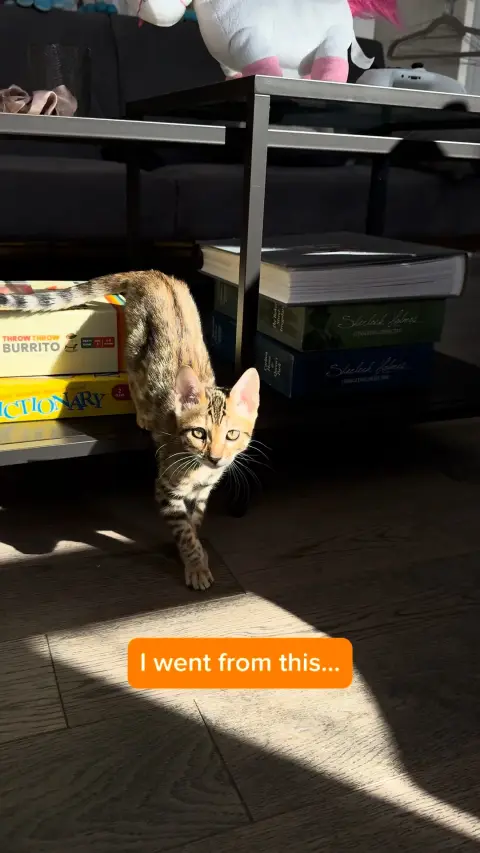 Everypaw Pet Insurance ad: 🐾✨ From Tiny Paws to Full-Grown Grace: The Glow-Up Is Real 😻💛 Watching your…