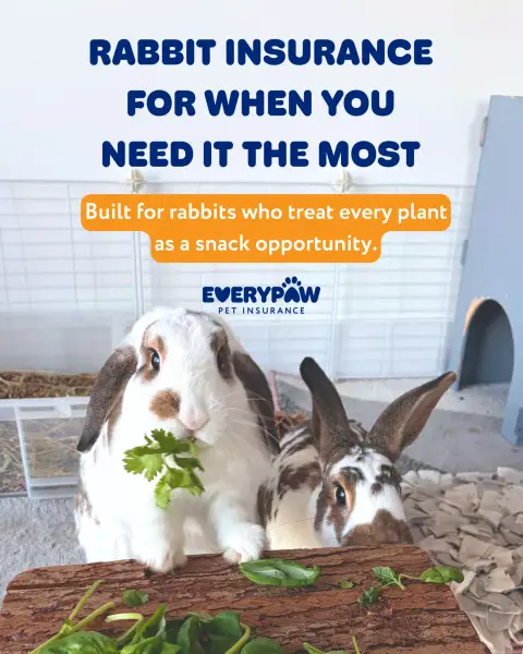 Everypaw Pet Insurance ad: From digging where they shouldn't to nibbling things they definitely…