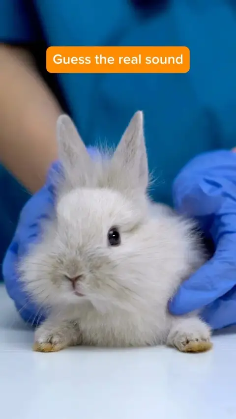 Everypaw Pet Insurance ad: 😂🐰 Guess that yawn! 🎵💨 This little fluffball’s dramatic yawn has everyone…