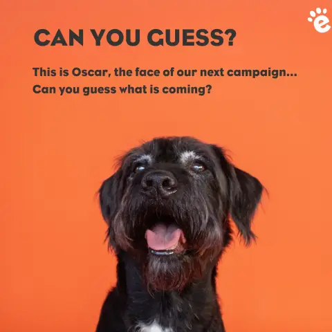 Everypaw Pet Insurance ad: Big News for Senior Pets (Coming Soon)