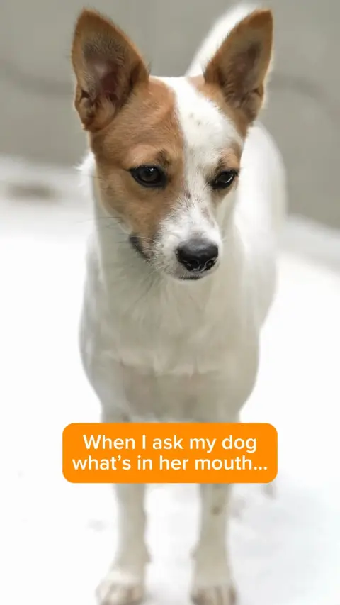 Everypaw Pet Insurance ad: The universal dog response to being caught red-pawed: panic, zoomies, and…