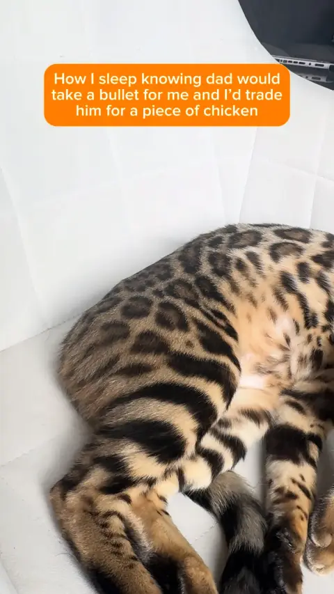 Everypaw Pet Insurance ad: 😂🐱 The betrayal runs deep… but so does the nap! This sleepy little legend…