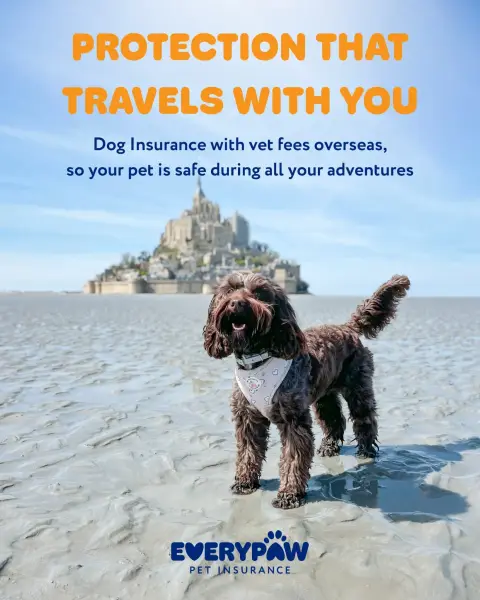 Everypaw Pet Insurance ad: Overseas vet fee cover for your pet