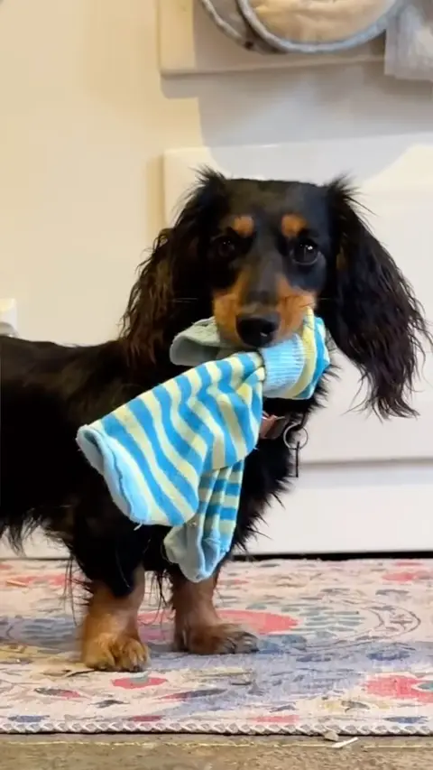 James Wellbeloved Pet Food ad: AD: Hi all, I’m loving hearing about the quirks that your dogs have so here’s…