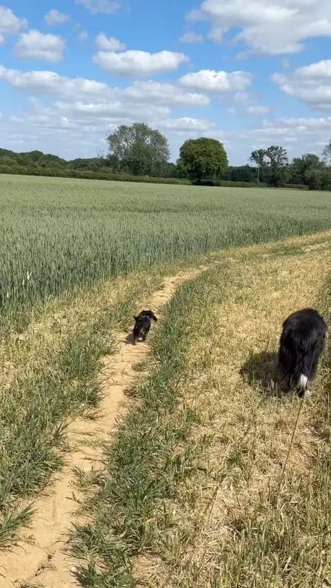 James Wellbeloved Pet Food ad: AD | Where do you like to take your dogs for a walk? Are you country, town…