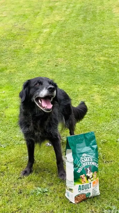 James Wellbeloved Pet Food ad: Ad| Does your pet have a sensitive tummy in general? Here are some practical…