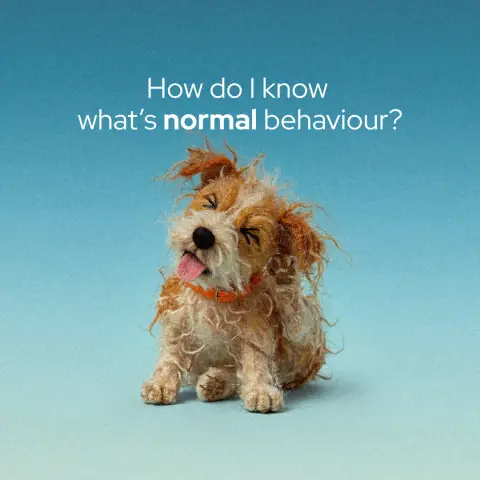 Animed ad: Common causes of itching