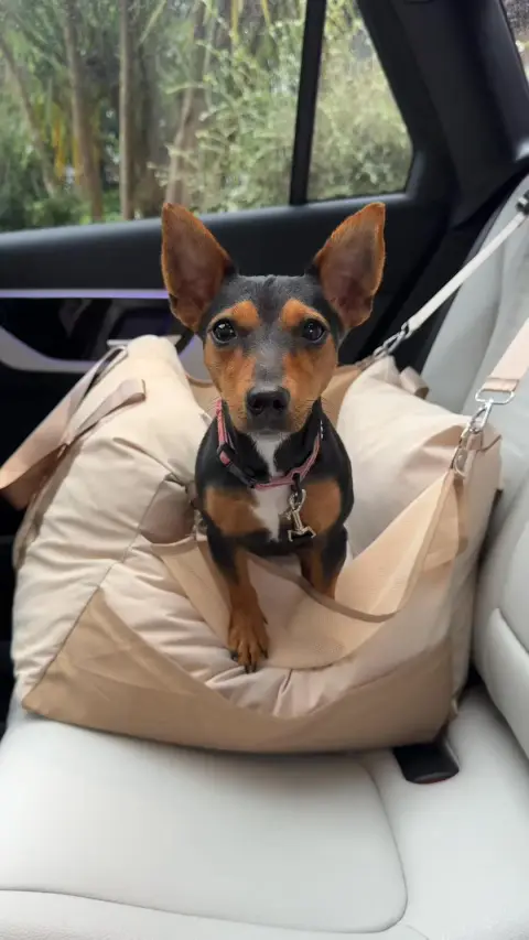 YuMOVE UK ad: Supplements For Dogs 🐾