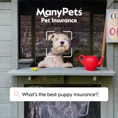 ManyPets UK ad: Cover, every step of the way