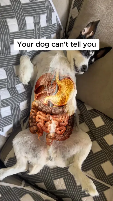 VitalPaws ad: Say Goodbye to Itchy Dogs