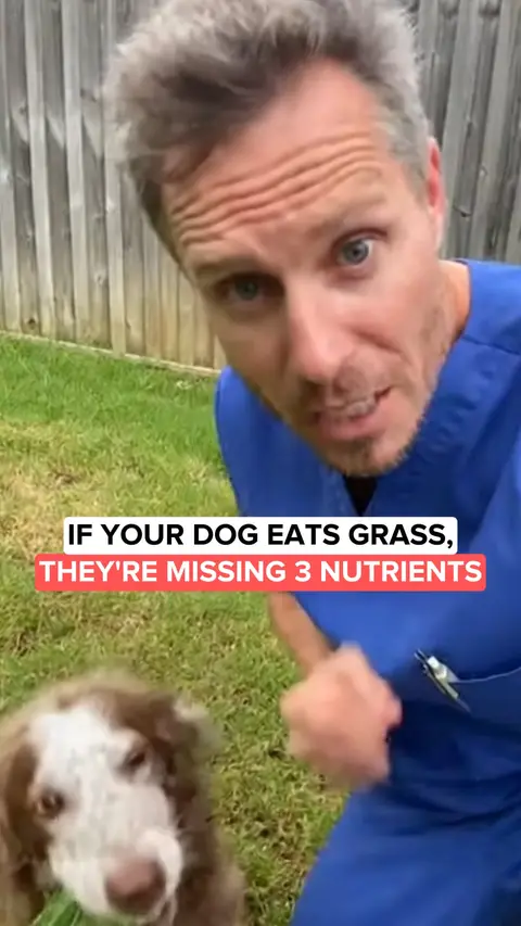 VitalPaws ad: Say Goodbye to Itchy Dogs