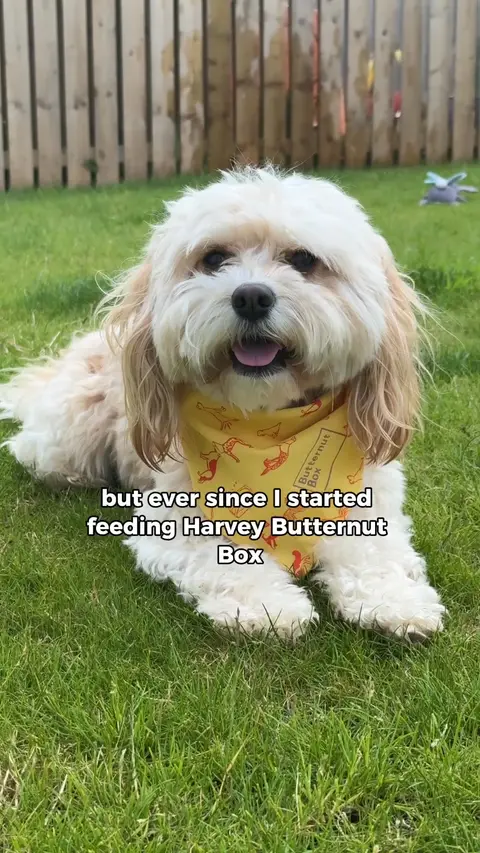 Butternut Box ad: Butternut Box: Fetch 25% Off Your First Two Boxes