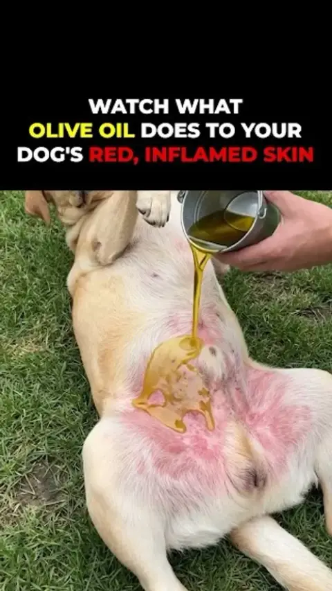 Healthy Dog 24/7 ad: Vets Love It. Dogs Love It. Owners Trust It.