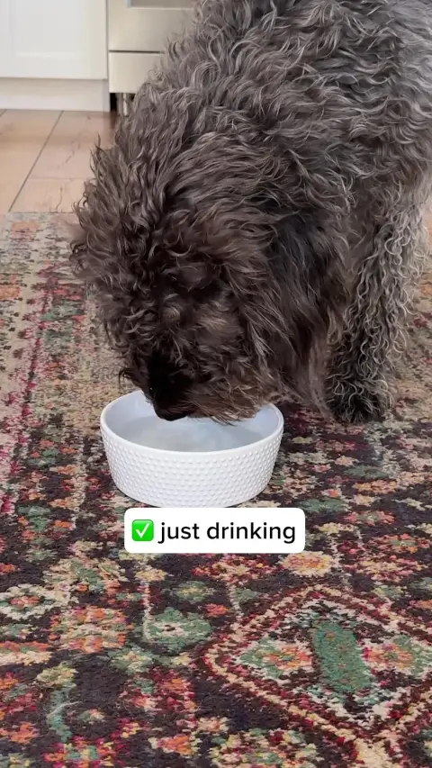 Healthy Dog 24/7 ad: Vets Love It. Dogs Love It. Owners Trust It.