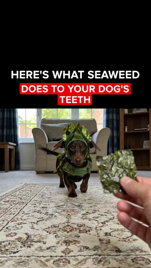 Healthy Dog 24/7 ad: Vets Love It. Dogs Love It. Owners Trust It.