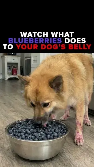Healthy Dog 24/7 ad: Perfect for sensitive tummies! 🐶