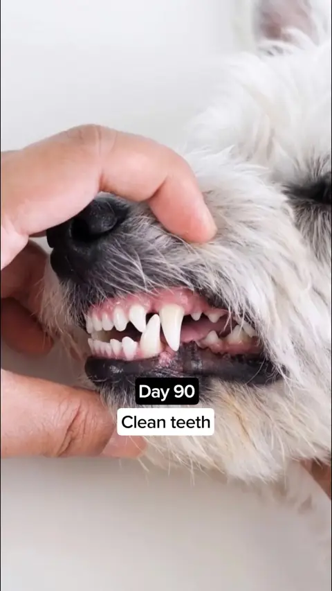 Healthy Dog 24/7 ad: Vets Love It. Dogs Love It. Owners Trust It.