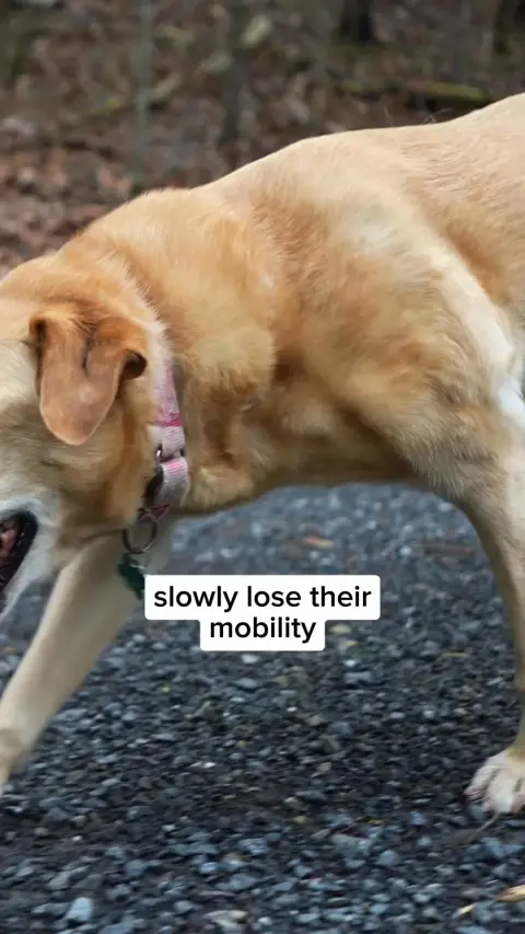 Healthy Dog 24/7 ad: Strong Joints Start Now + Free Gift 🐶