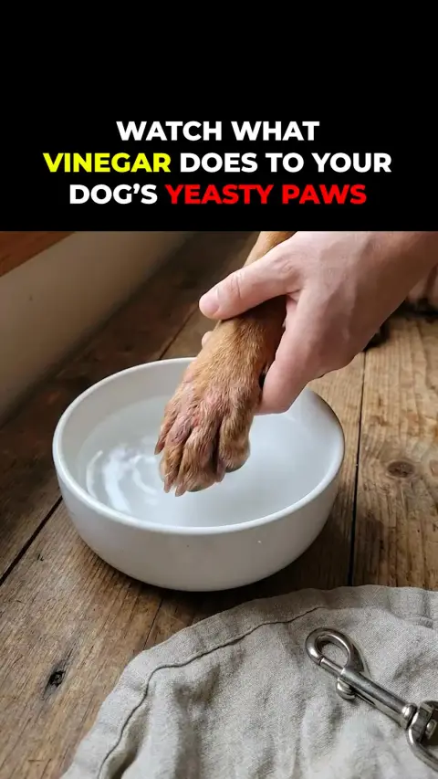 Healthy Dog 24/7 ad: Vets Love It. Dogs Love It. Owners Trust It.