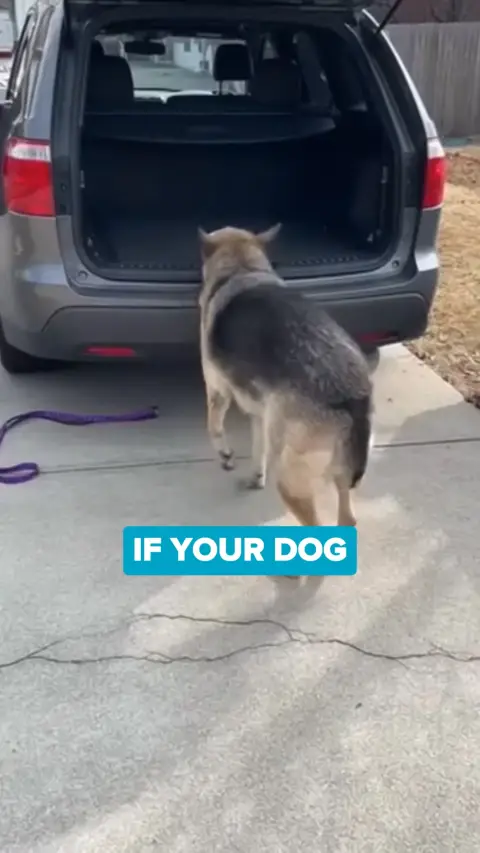 Healthy Dog 24/7 ad: Strong Joints Start Now + Free Gift 🐶