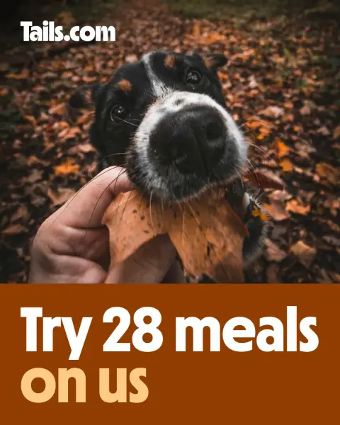 tails.com ad: Meet your dog’s personalised plan 🎉
